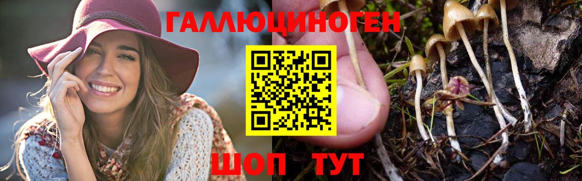 Псилоцибиновые грибы Psilocybine cubensis Бахчисарай